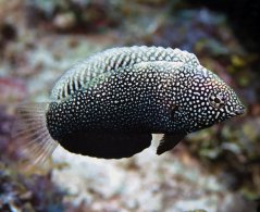 Macropharyngodon negrosensis1