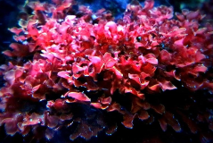 Gracillaria curtissiae (RED BUSH ALGAE)