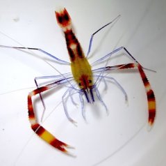 stanopus cyanocselis 4