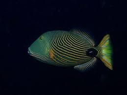 Balistapus undulatus 2