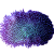 Sarcophyton, Lobophytum & spol.