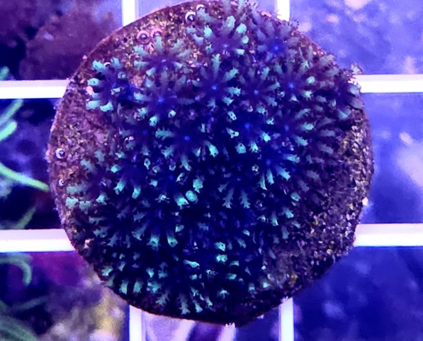 Alcyonium verseveldti