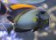 Acanthurus maculiceps8