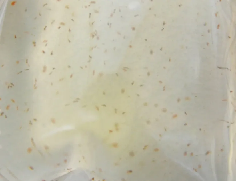 Live Marine Copepods – Živý Mořský Plankton 180 ml