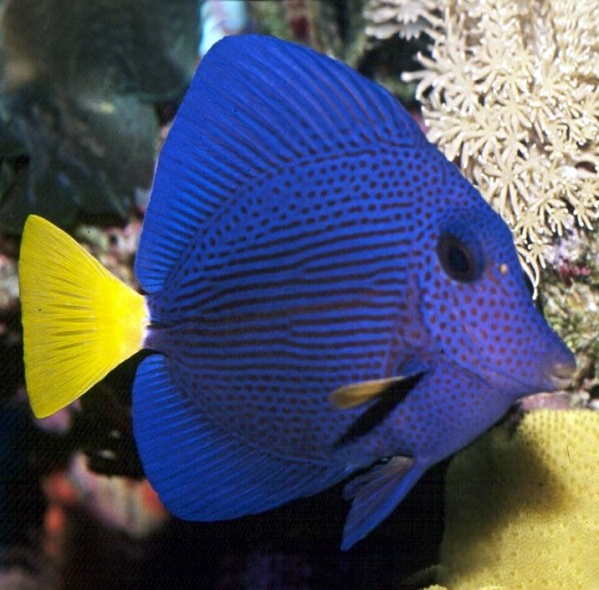 zebrasoma xanthurum3