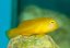 gobiodon okinawae