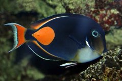 Acanthurus achilles