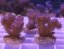Pocillopora damicornis ROSA