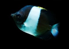 Hemitaurichthys zoster