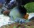 Acanthurus chronixis