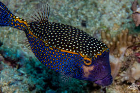 meleagris male2
