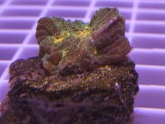 Pectinia alcicornis SPACE INVADER