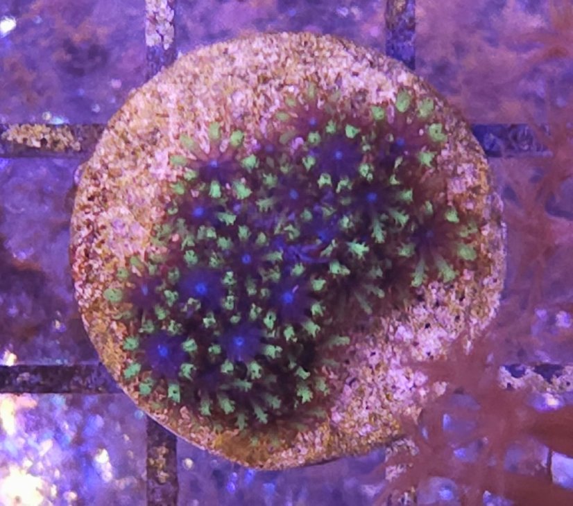 Alcyonium verseveldti