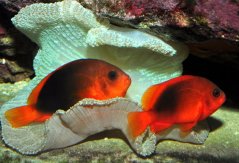 Amphiprion ephippium PÁR