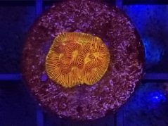 Leptoseris GREEN O-LANTERN