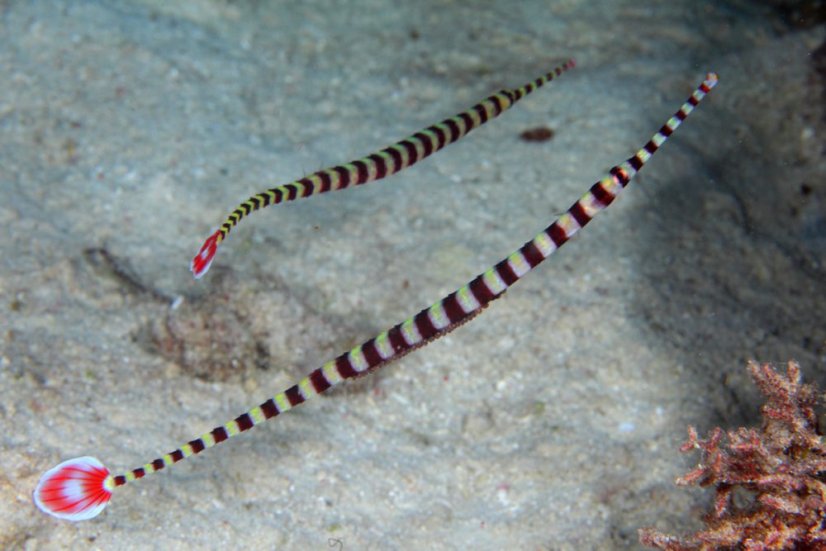 DDactyliophorus