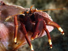Calcinus tibicen 1