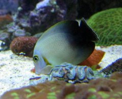 Acanthurus chronixis
