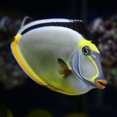 Naso lituratus