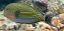 Acanthurus lineatus 7-9 cm