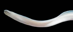 Strophidon (Pseudechidna) brummeri