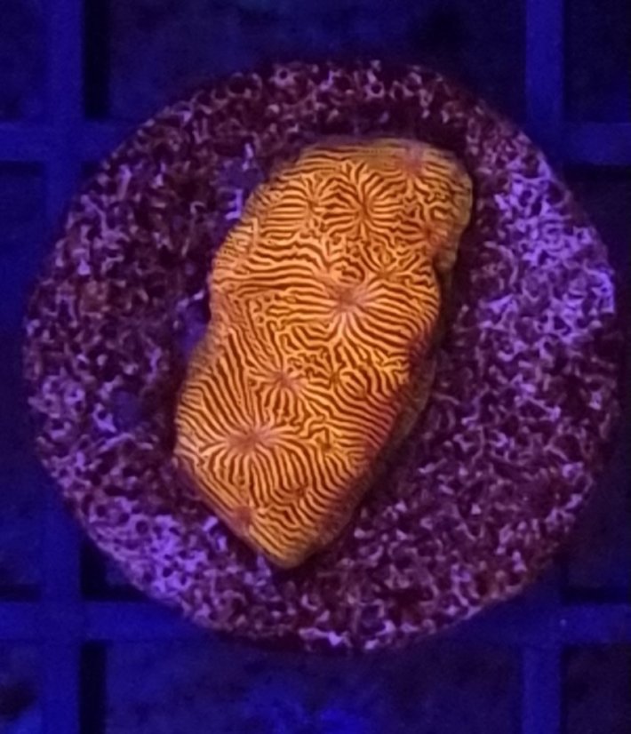Leptoseris ORANGE ULTRA
