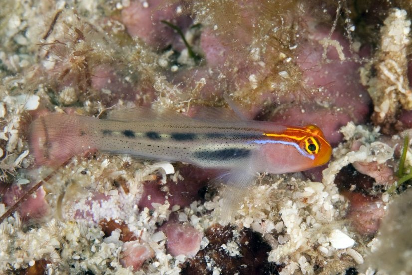 elacatinus puncticulatus