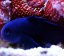 gobiodon acicularis5