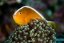amphiprion sandaracinos4