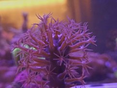 Plexaurella nutans