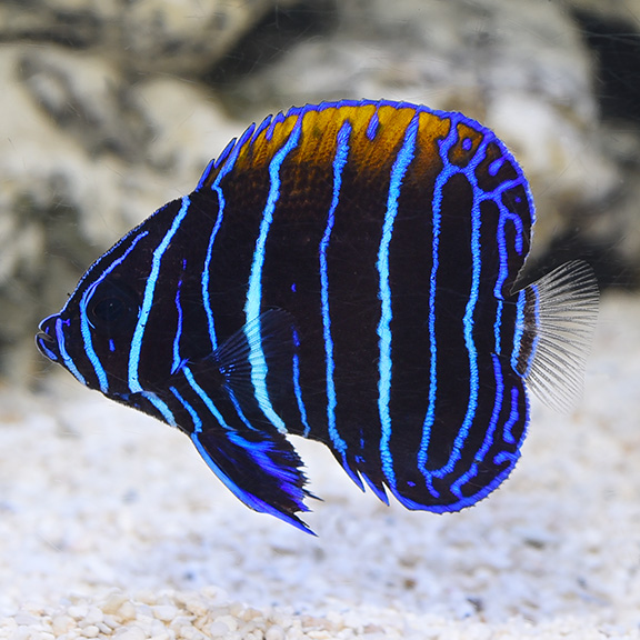 pomacanthus navarchus juv