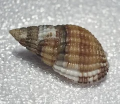 Nassarius reticulatus