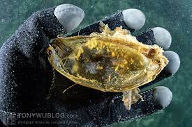 egg1