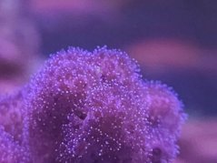 Pocillopora damicornis ROSA