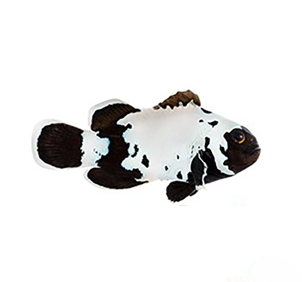 black snowflake clownfish