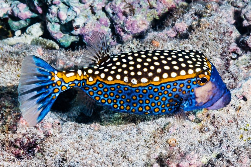 meleagris male3