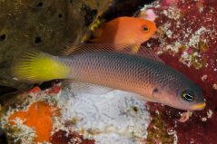 Pseudochromis pylei 1