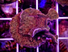 Pavona sp. BEIGE