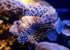Pterois mombasae
