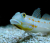 Valenciennea puellaris