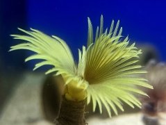 Sabellastarte sp. Yellow