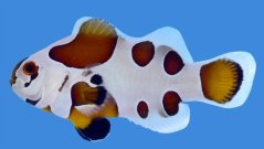 Amphiprion ocellaris MOCHA STORM