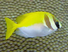 Siganus virgatus