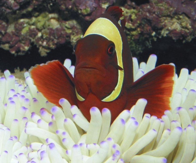 premnas biaculeatus Gold Stripe1