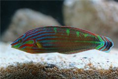 Halichoeres melanurus2