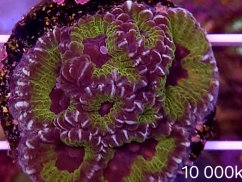Favia sp. RAZOR EDGE