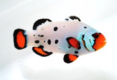 Amphiprion ocellaris, SA Frostbite Frozen