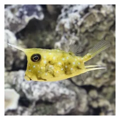 Lactoria cornuta