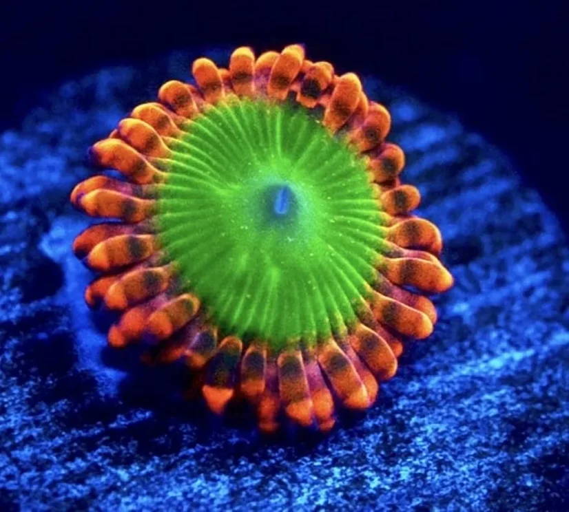 Zoanthus OOMPA LOOMPA ELECTRIC