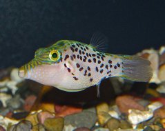 Canthigaster leoparda